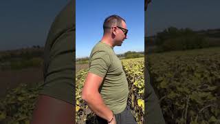 Порівняння 👀ТЕХНОЛОГІЙ 🚜Класична або Ноу-Тілл 🌻Там де ПОСУХА 🥵Робіть ВИСНОВКИ