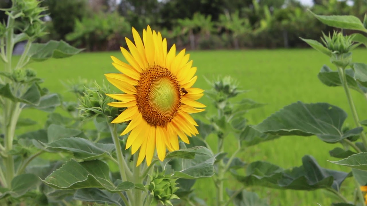 подсолнух 2006. подсолнух 2006. подсолнух 2006. подсолнух 2006. подсолнух 2006.