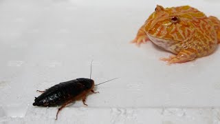 A very large cockroach is in front of the frog