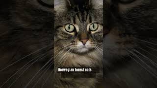 Norwegian Forest Cats: Majestic Beauty and Enchanting Origins