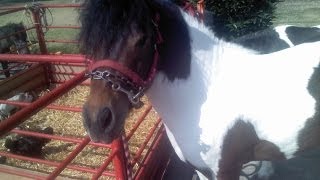 Fiestas Infantiles. Renta de ponys. PONI. ponny. GRANJA didactica. A DOMICILIO.