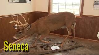 Seneca White Deer Tour W Dennis J Money Fingerlakes1