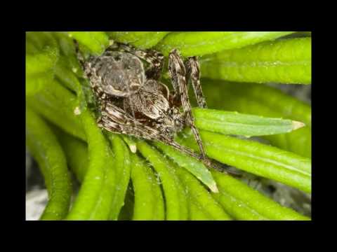 Video: Ovatko pitkäjalkaiset hämähäkit myrkyllisiä?