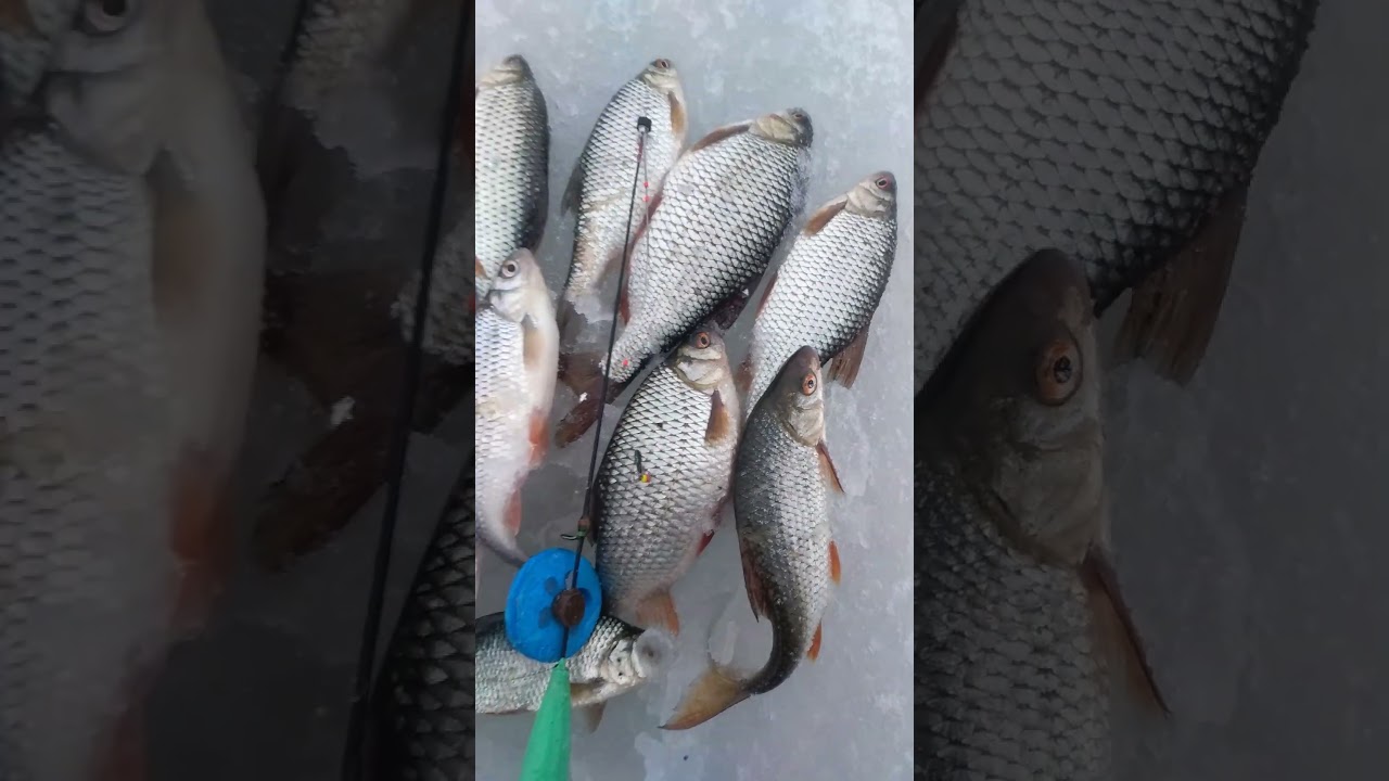 Мой улов 12.01.2025 ловил на чёртика 