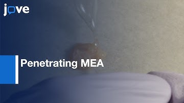 Neural Activity Propagation in Hippocampal Slieces by Penetrating MEA | Protocol Preview