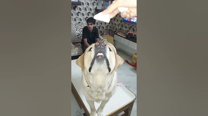 Cute labrador dog shy eat paneer 😋 #dog #shorts