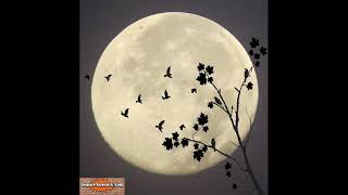 Beethoven - Moonlight (Ay Işığı)