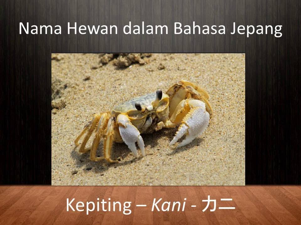 Belajar Bahasa  Jepang  Nama Hewan  1 YouTube