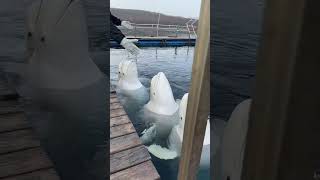 Во Владивостоке в Океанариуме показали, как белухи изучают новый танец в воде