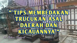 TIPS Mengenal Jenis KTP || Burung Trucukan di Jawa