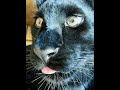 Cute Leopard Luna shows its tongue. Funny baby cat videos