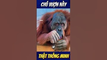 Chú Vượn Này Thật Thông Minh