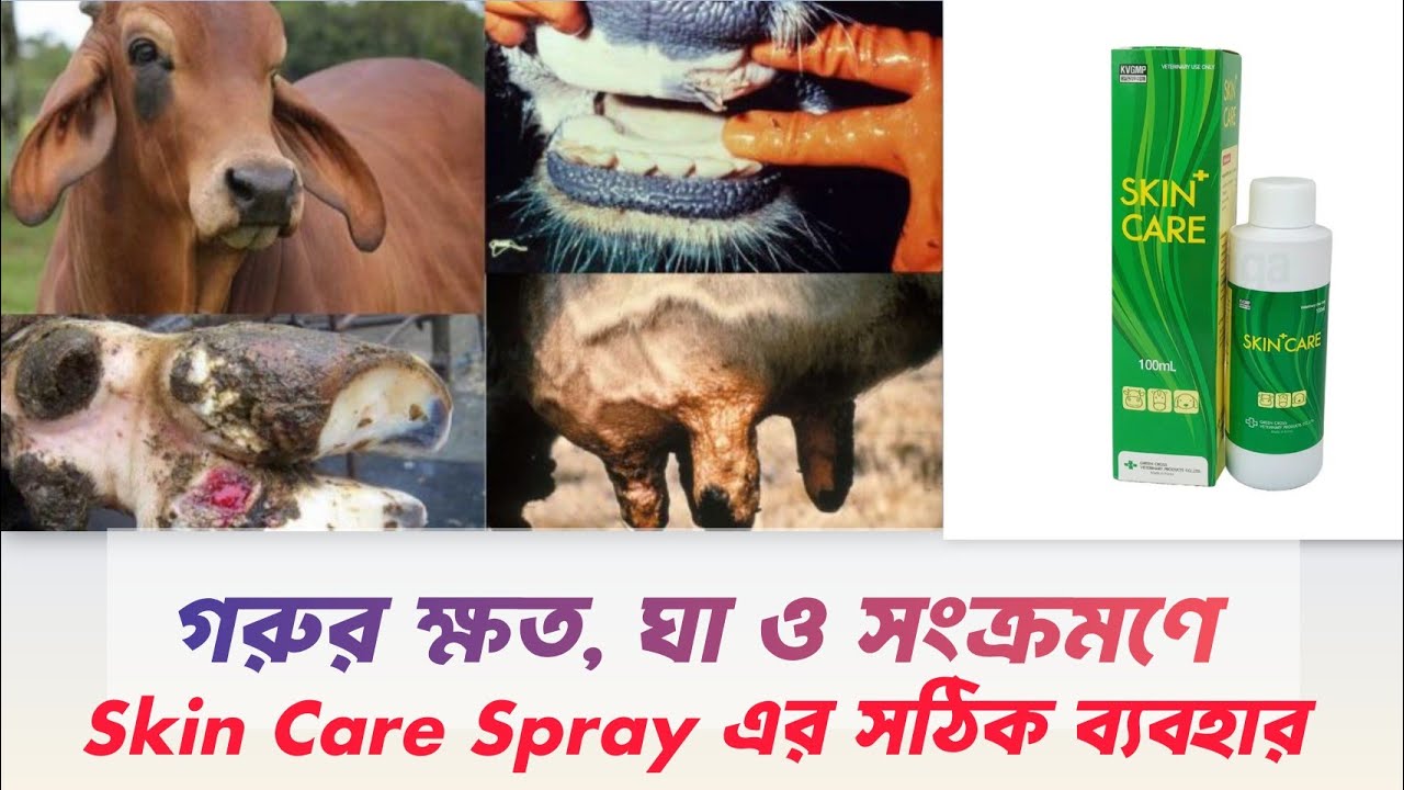 গরুর ক্ষত, ঘা ও সংক্রমণে Skin Care Spray এর সঠিক ব্যবহার || Animal Health Care 
