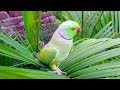 Natural Parrot Sounds