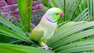 Natural Parrot Sounds