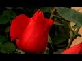 Cómo Elaborar Arreglos de Rosas - TvAgro por Juan Gonzalo Angel