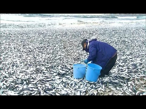 КАК ТОННАМИ ЗАКОНЫ УБИВАЮТ РЫБУ сазан карась судака рыбалка весной