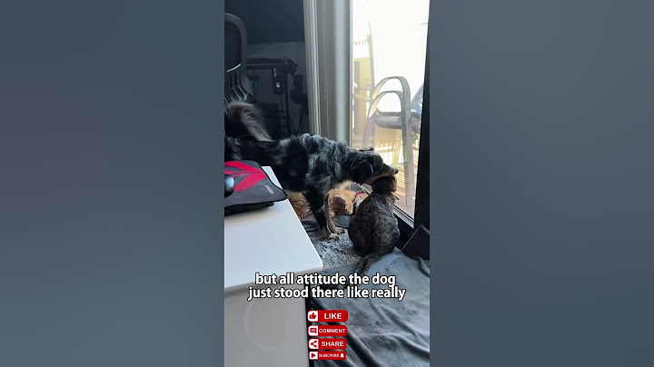 When the Dog Just Wanted to Play… 😅🐶