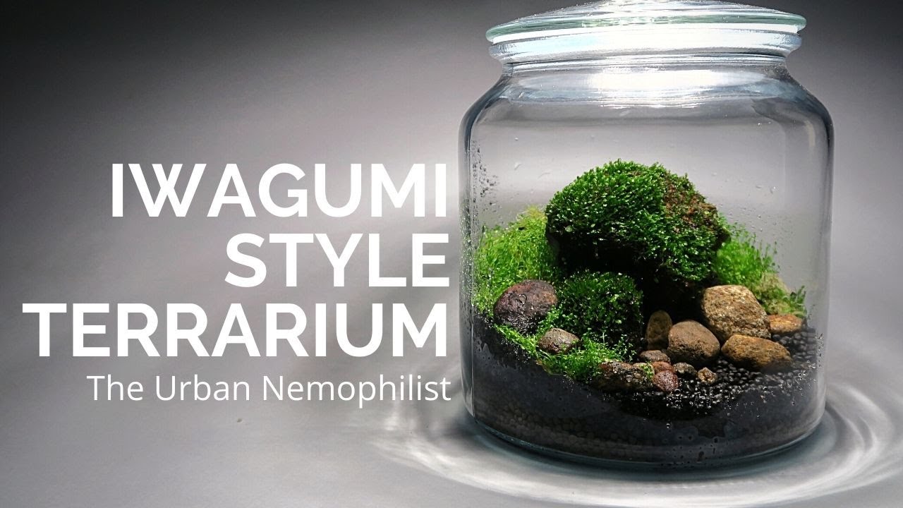 Iwagumi style terrarium - YouTube