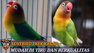 Guru Vokal Ekek Kasar Burung Lovebird