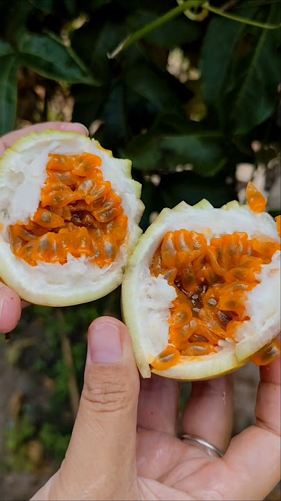 which makes you drool during the fasting month.. #myvillage #nature #vibes #menutoramadhan #ramad...