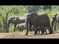 Elephant calf gets in trouble at the waterhole, Kruger National Park