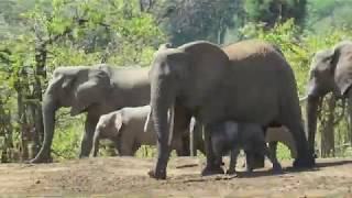 Elephant calf gets in trouble at the waterhole, Kruger National Park