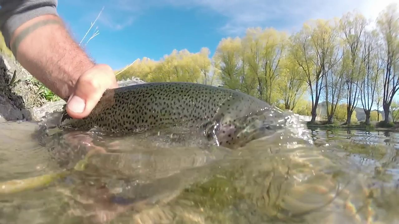 Idaho Hopper Fly Fishing On Silver creek 2017 YouTube