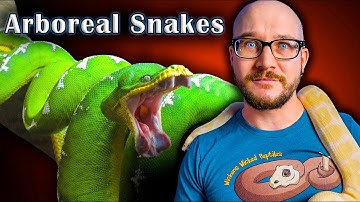 Top 5 Arboreal Snakes That Make GREAT Pets!