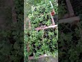 Хризантем багато не буває🤗 #sorts #garden #мультифлора