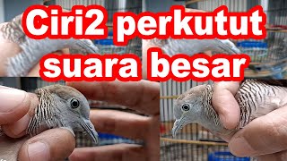 Ciri - ciri Perkutut Lokal Alam Yang Suaranya Besar