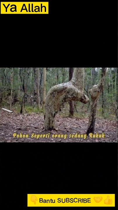 Pohon Rukuk😭Tekan Video Ni Lihat #shorts