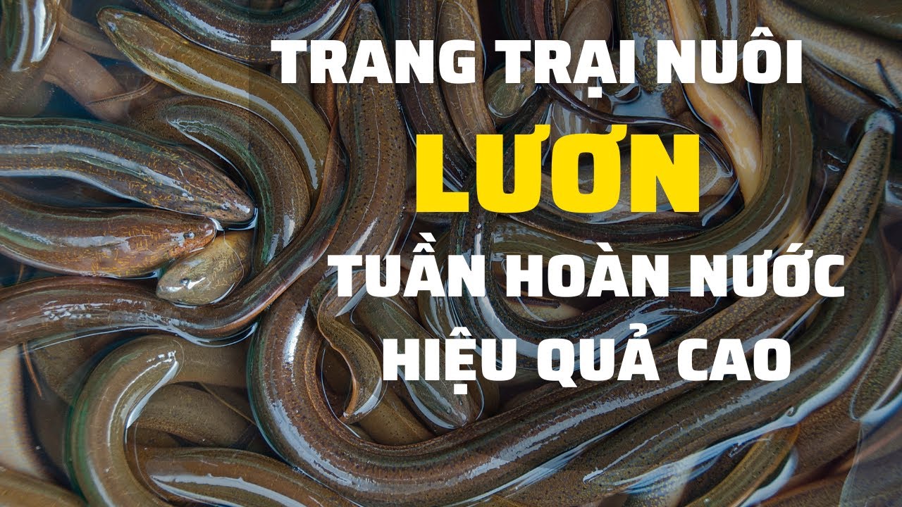 Mô Hình Nuôi Lươn Giống Tuần Hoàn Nước Hiện Đại Hiệu Quả Cao | Vy's Farm