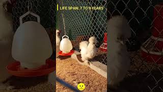 Beautiful Silkie Chicken | Dr Science