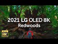 2021 LG OLED 8K l  Redwoods 8K HDR 60fps