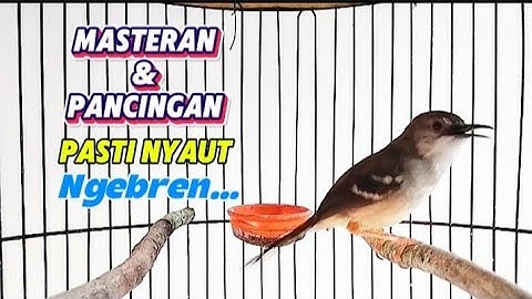 Masteran ciblek ngebren panjang variasi paling cepat masuk
