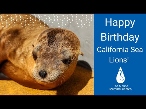 HbD InDepth: The Seals of California