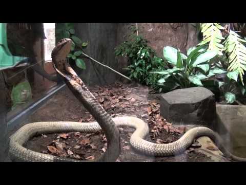Video: Jsou krysí hadi jedovatí?