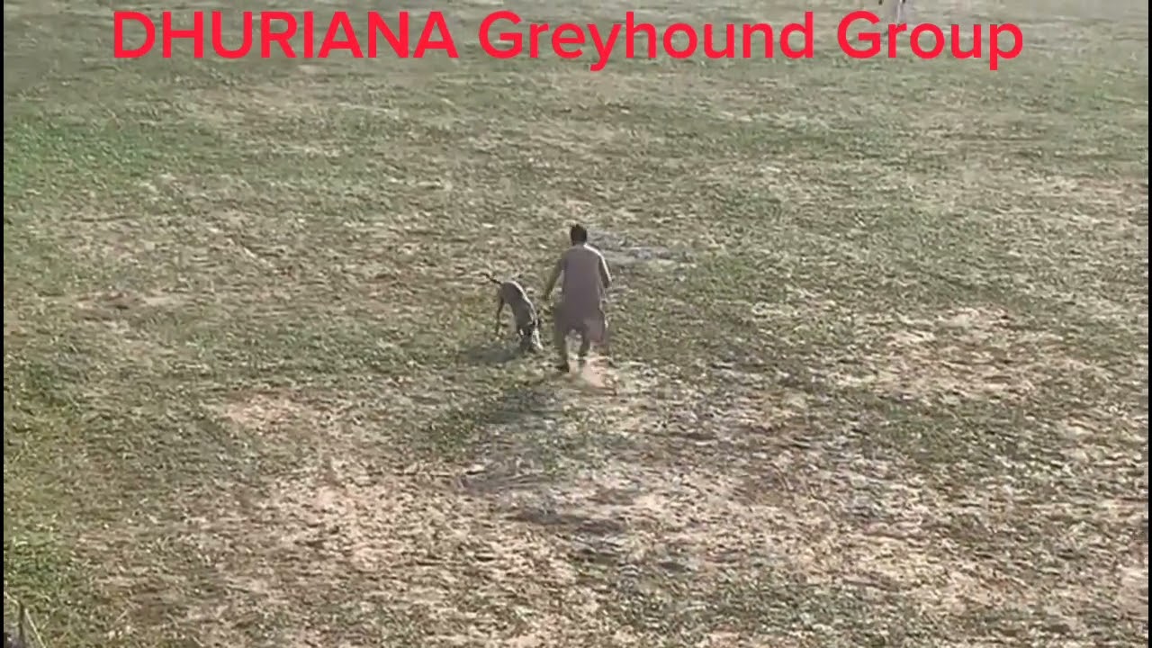 new season open coursing with working dogs | greyhound vs hare