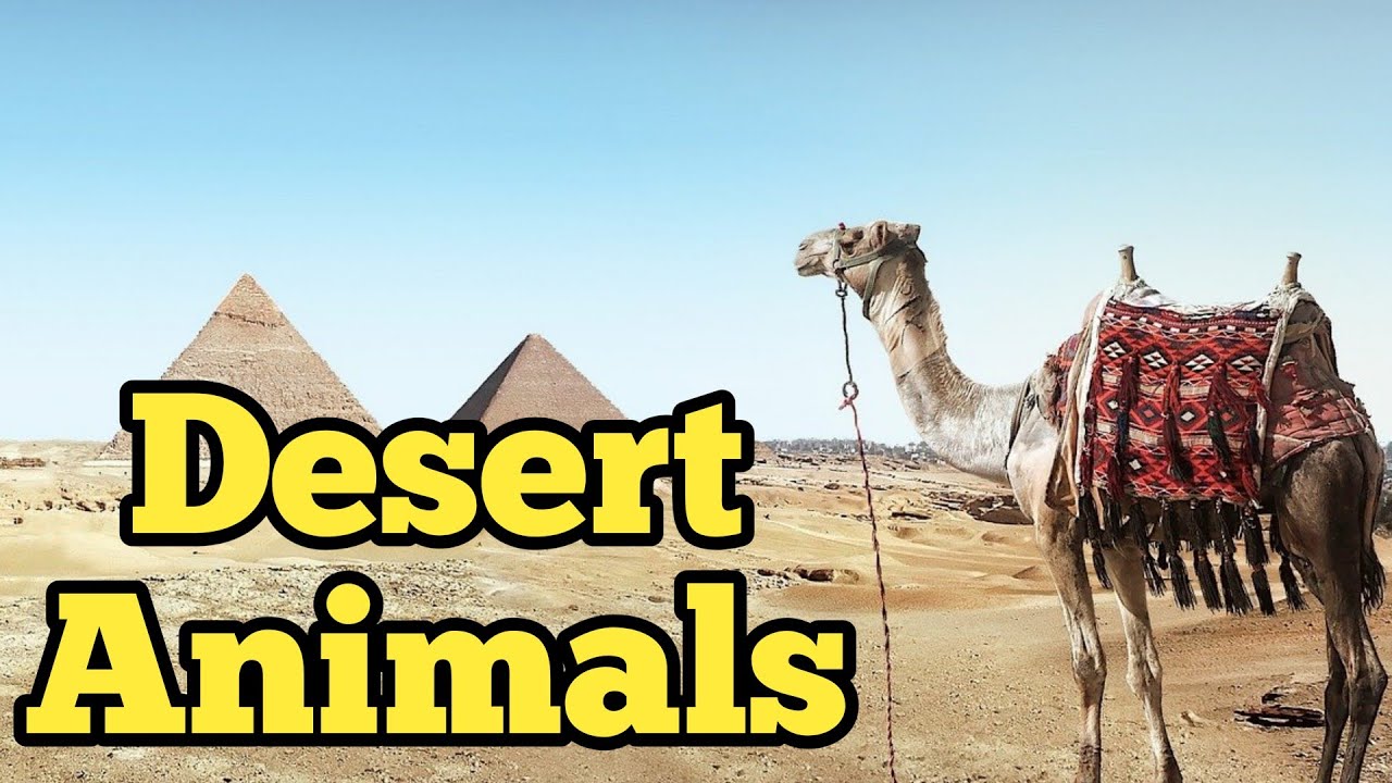 Desert Animals | desert animals name | desert animals for kids | 10 desert animals name for kids