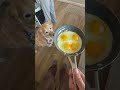 This dog waited for the eggs to fall but got disappointed