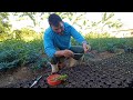 Vamos aprender a fazer mudas de árvores para plantar na agrofloresta.