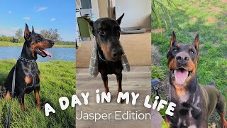 Jasper the Doberman | A Day of My Life