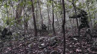 Eastern chimpanzee gesture - Object shake (Example 2)