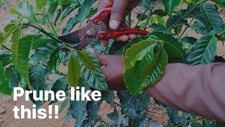 Coffee Pruning Training Day – Practical Hands-On Guide for Single-Stem SL28 & SL34 Farmers