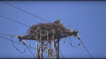 Osprey Nest