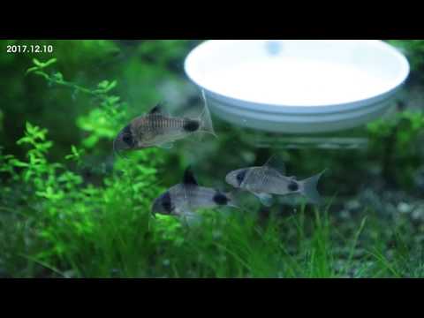 tamron28 300 pander corydoras 20171210