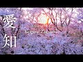 [桜ドローン撮影4K] 愛知県西尾市黄金堤の桜｜桜ドローンプロジェクト