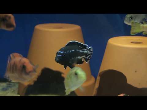 Псевдотрофеус перилекос (Pseudotropheus perileucos)