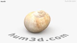 Snail Shell 3D model by 3DModels.org